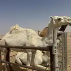 للبيع ضرايب طيبات
