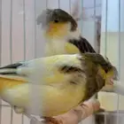 جوز جلوستر فاخر