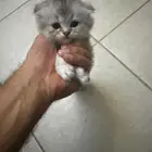 للبيع قطةذكر وأنثى سكوتش