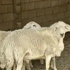 فحل ضان للبيع