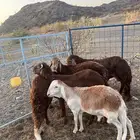 سواكن جذعان حمري