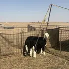 بهم نجد خرفان 2