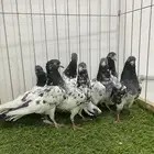 حمام باكستاني