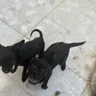 جراو فرنش بولدوغ و بومرينين