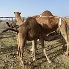 خلفه منيحه طيب حمراء تحتها قعود طيب الحد تمم البيعع