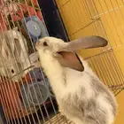 أرانب للبيع