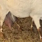 للبيع اسن ثنايا العدد 2 حليب