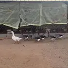 رومي كذالك وز للبيع