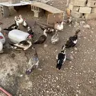 بط بللدي