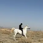 حصان فحل واهو مكس