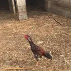 ديك عمره تقريبا 7 شهور
