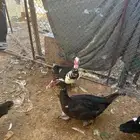 ذكور بح العدد 5 للبيع