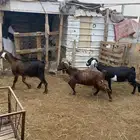 3 معزا مقنوي مشروطة