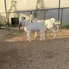 تيوس بيض طيبات