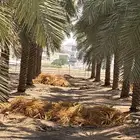 علف