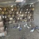 حمام مشكل سلفر وفرنسي