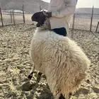 للبيع ذبايح نعيم جبر وناهي وبلدي