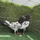 حمام باكستاني اجواز طبات