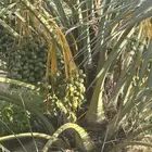 ثمرة نخيل للبيع بالجديدات