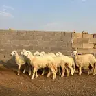 13 رخال مراح واحد منوت القناي