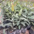 اشجار كينا حمرا وارطى العملاق