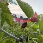 مطلوب بيت بحي الدانه راس تنوره