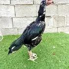 دجاجه سندي نسلم عم غبشان