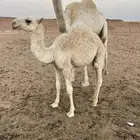 قعود للبيع