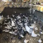 حمام بلدي مشكل