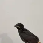 تم البيع