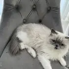قطه للتبني