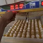 فقاصه 98 بيضه شرط