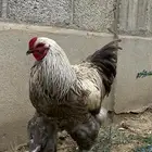 دجاج براهما