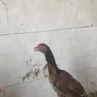 دجاجة باكستانية