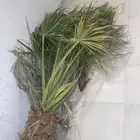 نخله