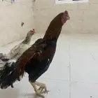 دجاج بكستاني سندي