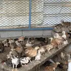 صوص عمر شهر