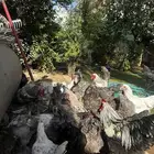 دجاج براهما احجام صغير وكبيرة