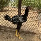 ديك بكستاني العمر 6شهور