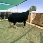 فحل نجدي فاخر