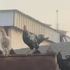 ديوك هجين براهما مع بلدي مشاءلله مستوى طيب