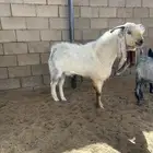 تيس طيب شرط القريع والصحه