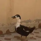 بط للبيع