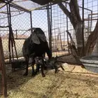 عنز معها 2تيس وجفره