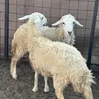 رخال