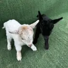 ماعز قزم امريكي تشيكي