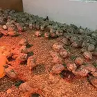 سمان جامبو كريمي