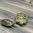 سلااحف عمرها ست سنوات ذكر و أنثى