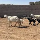 للبيع حريات مواليد ثنوات