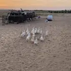 بط بكيني